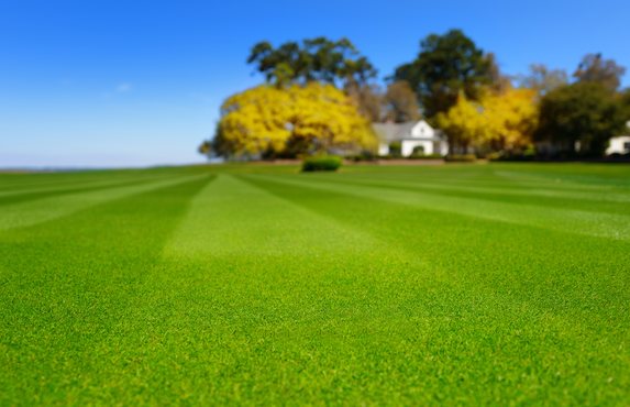 A freshly striped lawn on a summer day