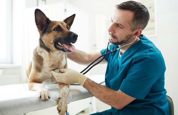A vet examining a sheepdog in the clinic