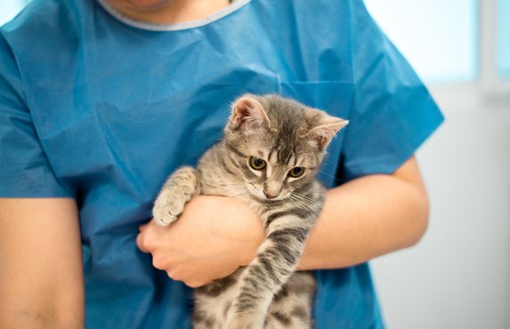 A vet holding a relaxed cat after a check-up